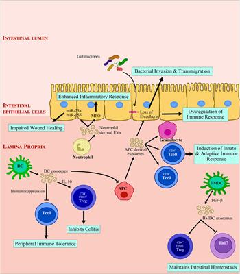 Exosomes in Intestinal Inflammation